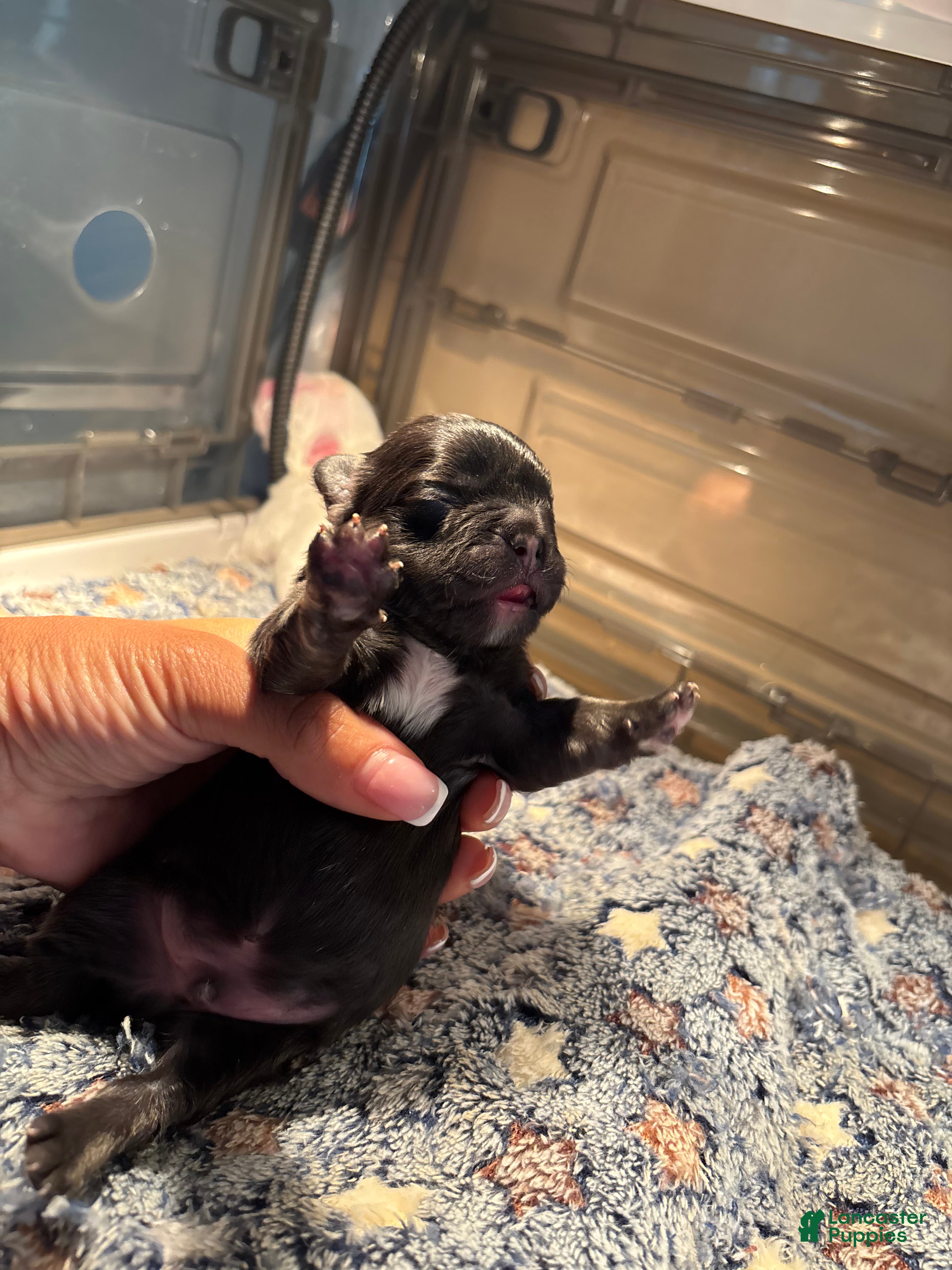 French Bulldog dogs for sale: Cash - Ad 3