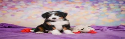 Mini Bernedoodle dogs for sale: Sasha - Ad 3
