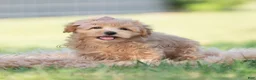 Maltipoo dogs for sale: tucker - Ad 3
