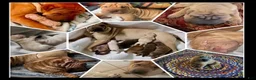 Shar Pei dogs for sale: Goose - Ad 12