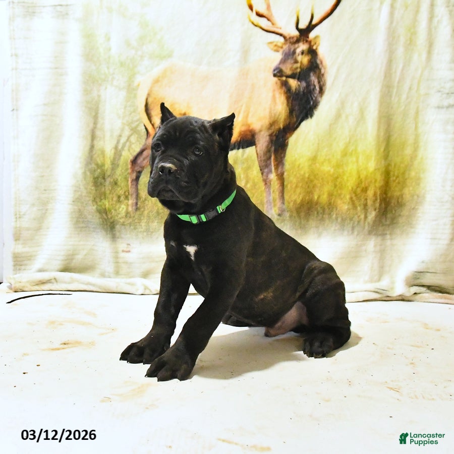 Cane Corso dogs Hank - Ad 1