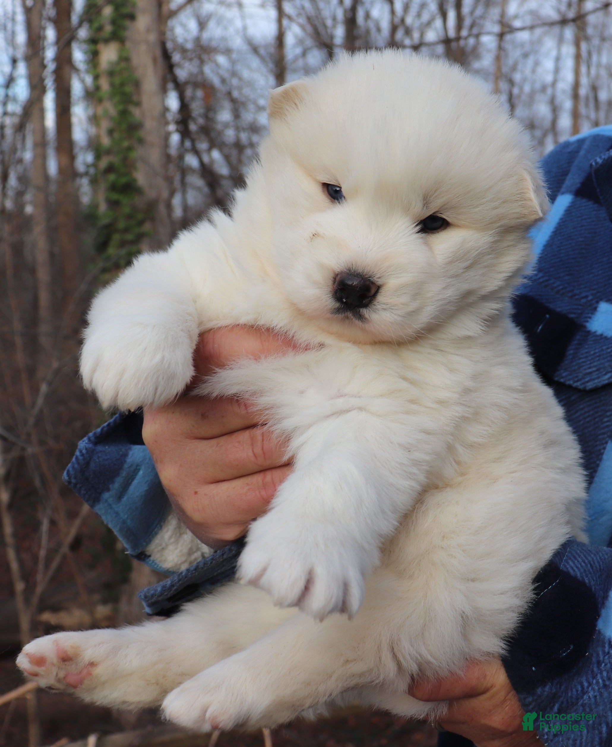 Siberian Husky dogs Siberian Husky Puppy 3 - Ad 1