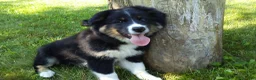Mixed Breed dogs for sale: Skip - Ad 7