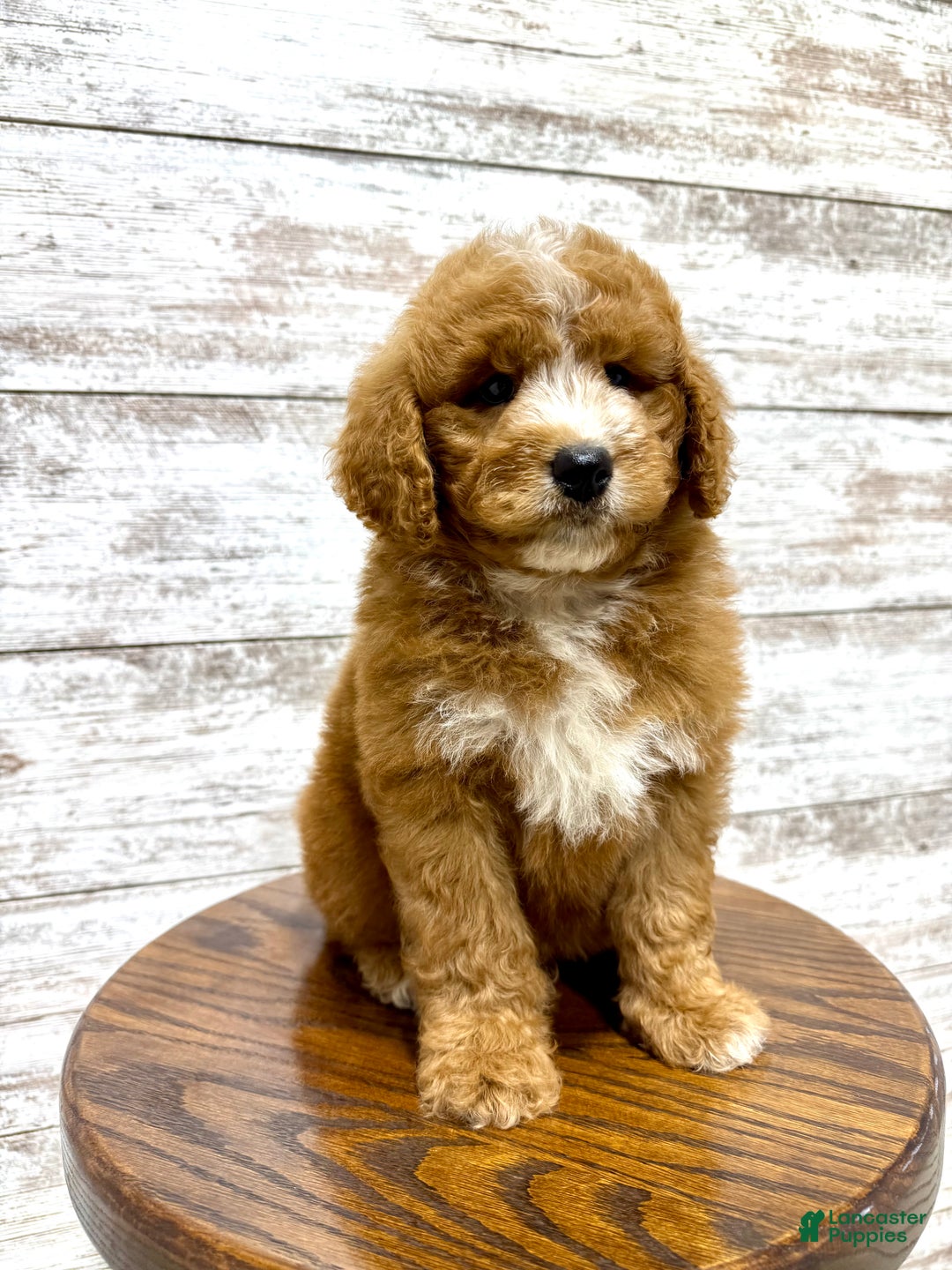 Mini Goldendoodle dogs for sale: Hunter - Ad 9
