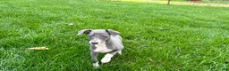 Italian Greyhound dogs for sale: Corbin  - Ad 6