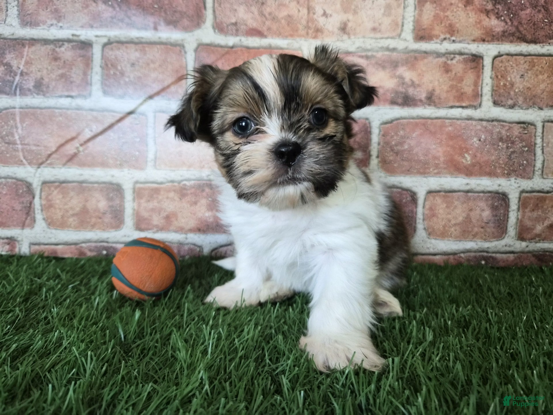 Shorkie dogs Bronco - Ad 2