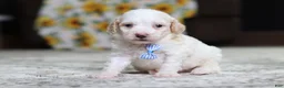 Miniature Poodle dogs for sale: Monty - Ad 2