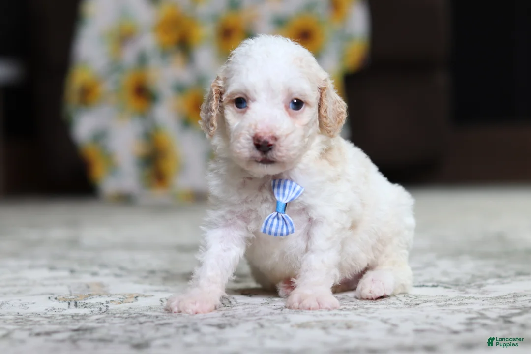 Miniature Poodle dogs for sale: Monty - Ad 2