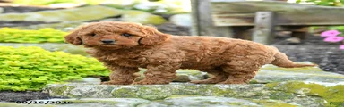 Annie