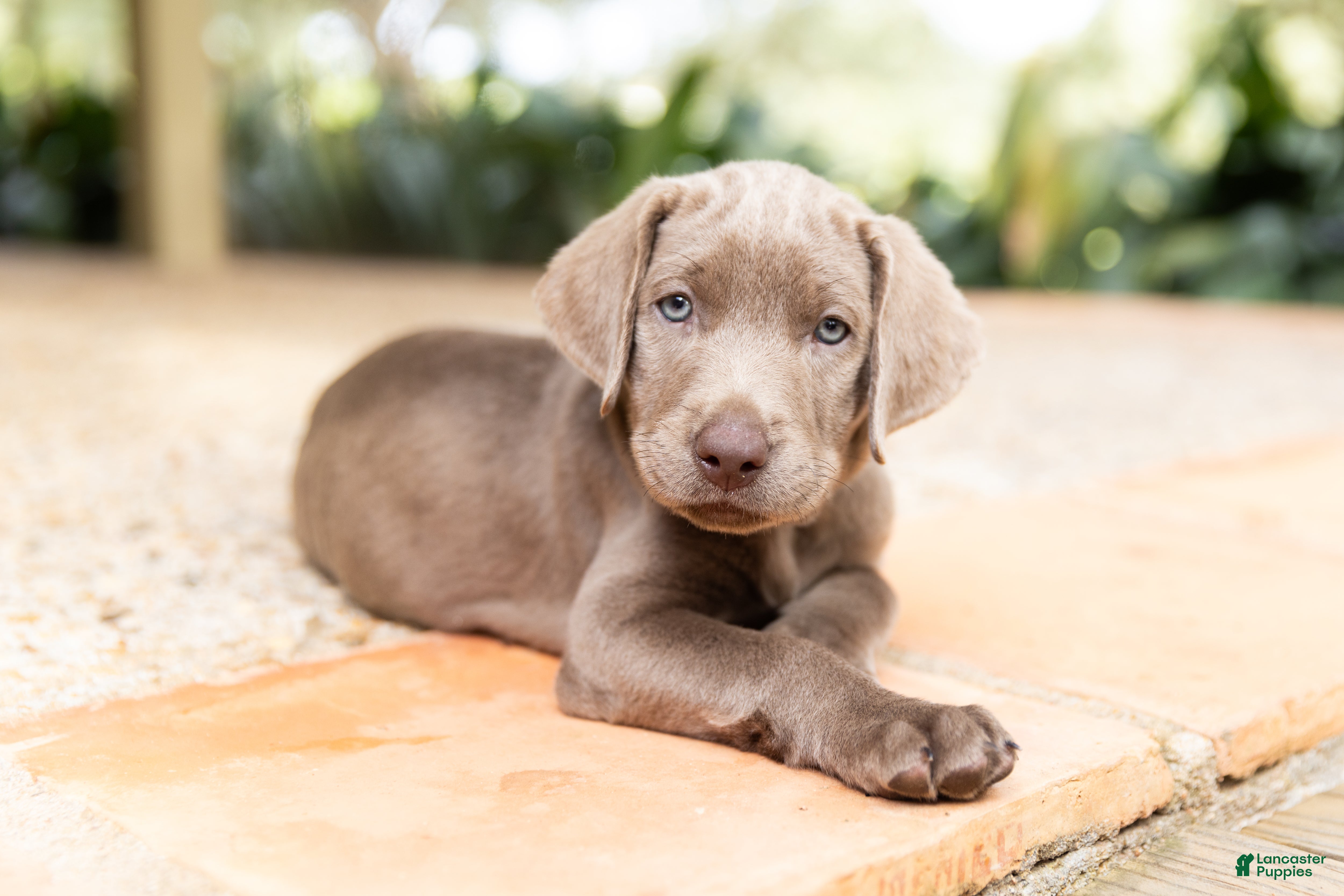 Labrador Retriever dogs Dark Green- Female - Ad 1