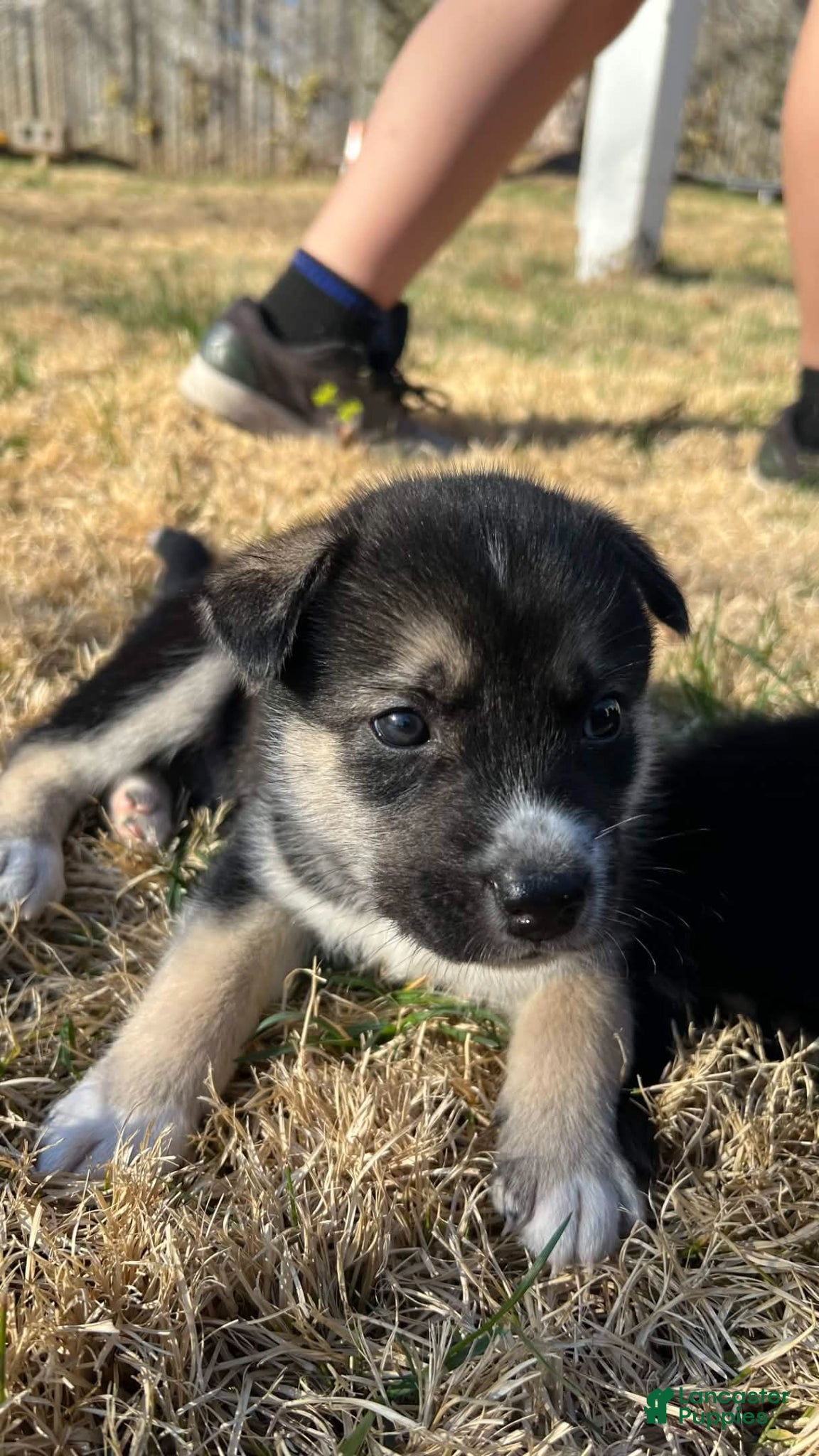 Mixed Breed dogs Mixed Breed Puppy 2 - Ad 20