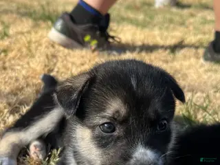 Mixed Breed dogs Mixed Breed Puppy 2 - Ad 20