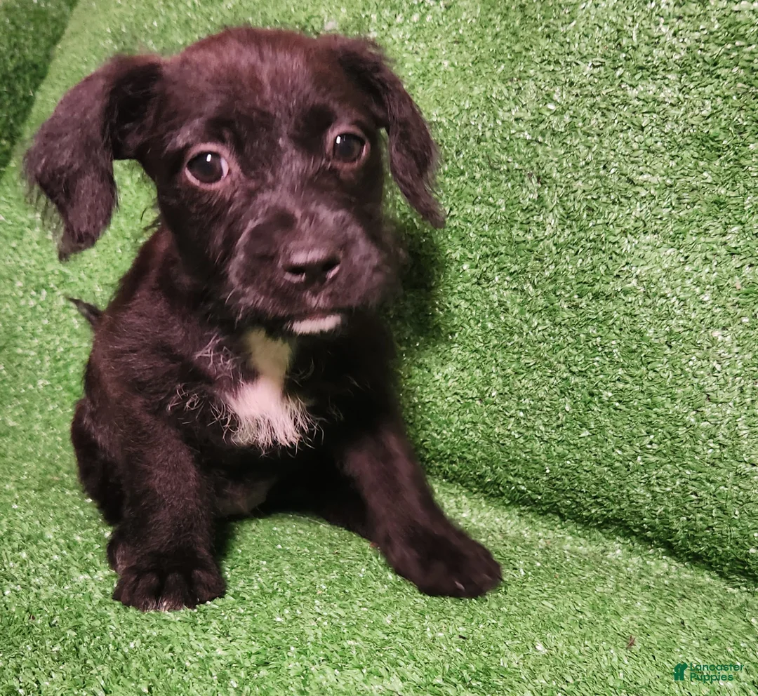 Mixed Breed dogs for sale: White Slippers Tuxedo  - Ad 1