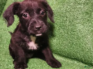 Mixed Breed dogs White Slippers Tuxedo - Ad 6