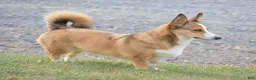 Welsh Corgi Pembroke dogs for sale: Ava - Ad 13