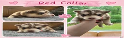 Mixed Breed dogs for sale: Red Girl - Ad 1
