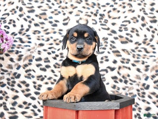 Rottweiler dogs - Ad 40