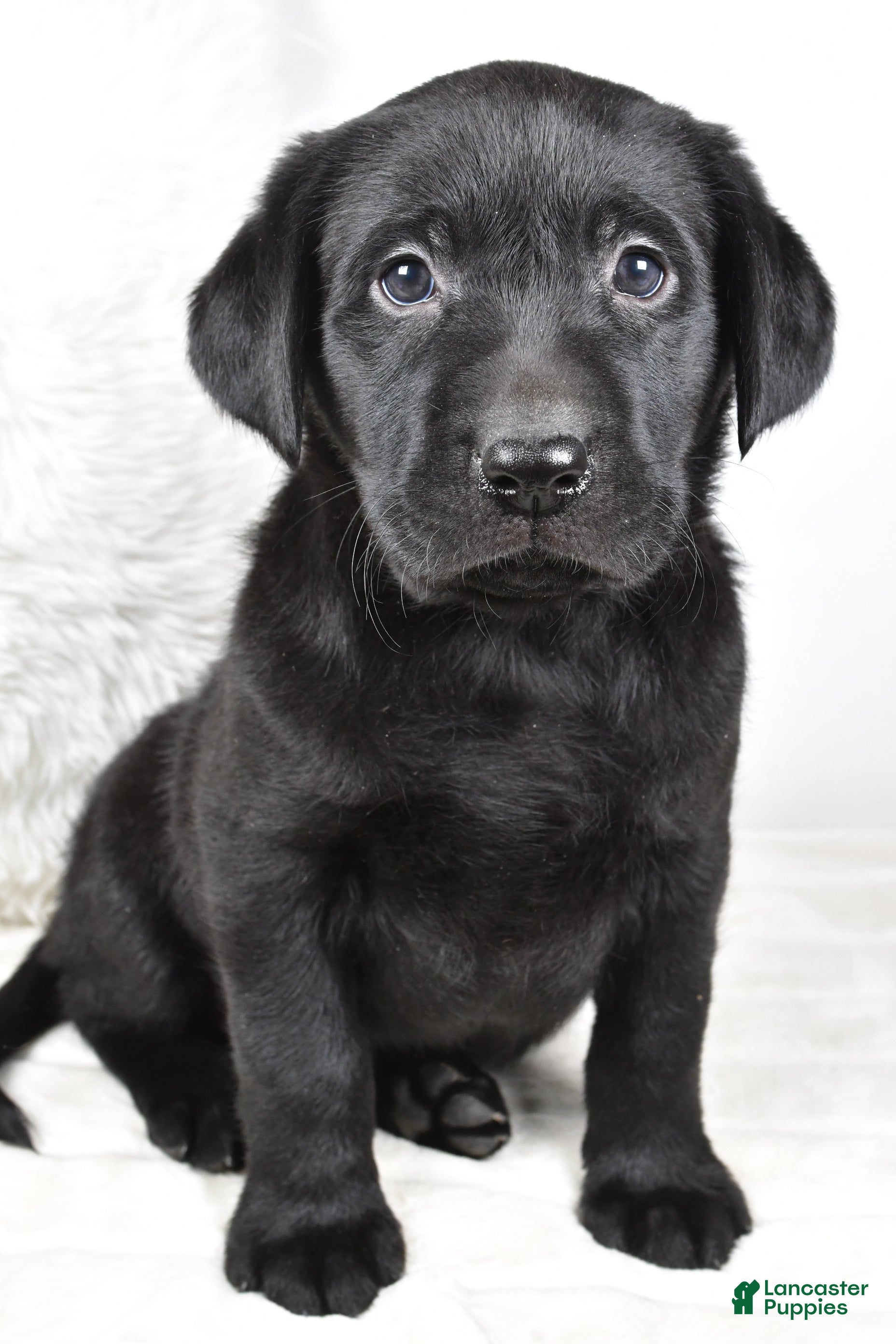 Labrador Retriever dogs Molly - Ad 16