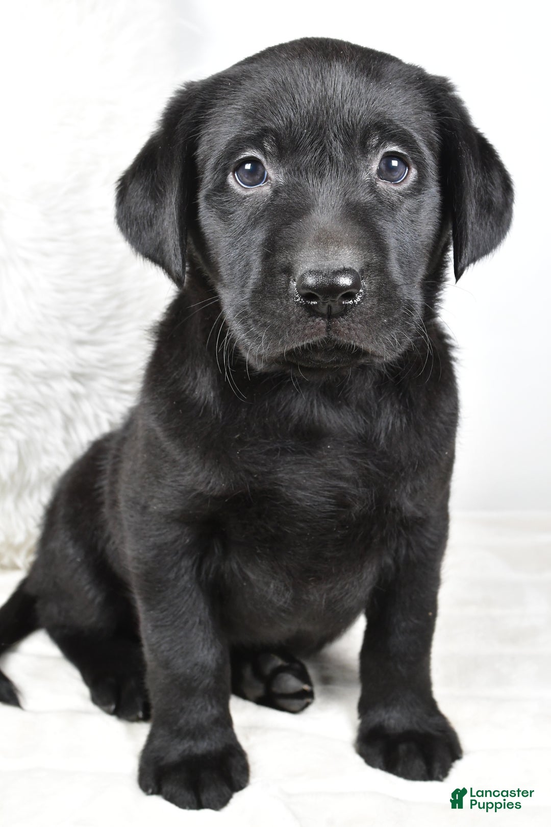 Labrador Retriever dogs for sale: Molly - Ad 1