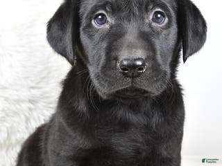 Labrador Retriever dogs Molly - Ad 16