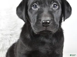 Labrador Retriever dogs Molly - Ad 7