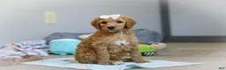 Standard Poodle dogs for sale: Nala AKC - Ad 7