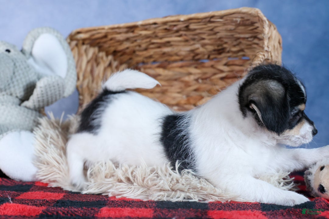 Chipoo dogs for sale: Kenzie - Ad 17