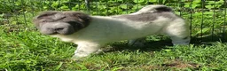 Shar Pei dogs for sale: Trevor  - Ad 13