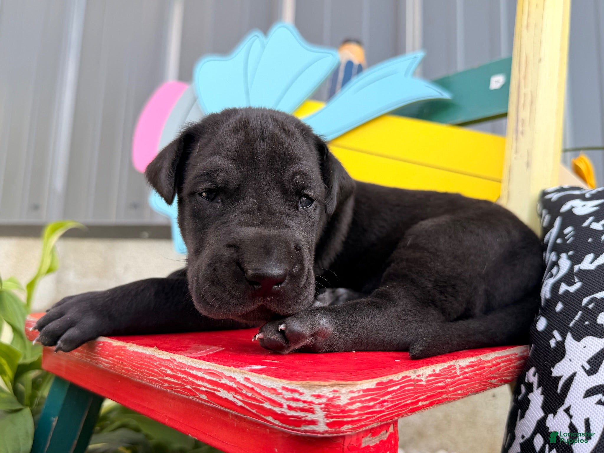 Great Dane dogs Lisa - Ad 1