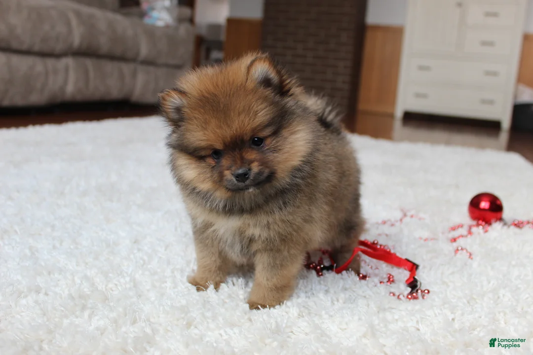 Pomeranian dogs for sale: Lyle - Ad 15