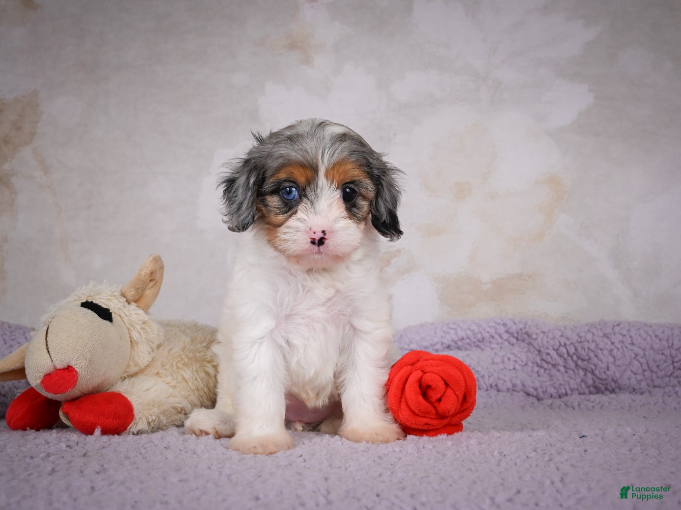 Cavapoo dogs Coco - Ad 1