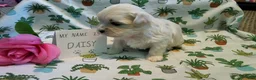 Maltipoo dogs for sale: Daisy - Ad 2