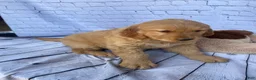 Golden Retriever dogs for sale: Penny - Ad 6