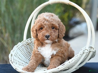 Toy Poodle dogs - Ad 28