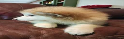 Alaskan Malamute dogs for sale: Alaskan Malamute 1 - Ad 7