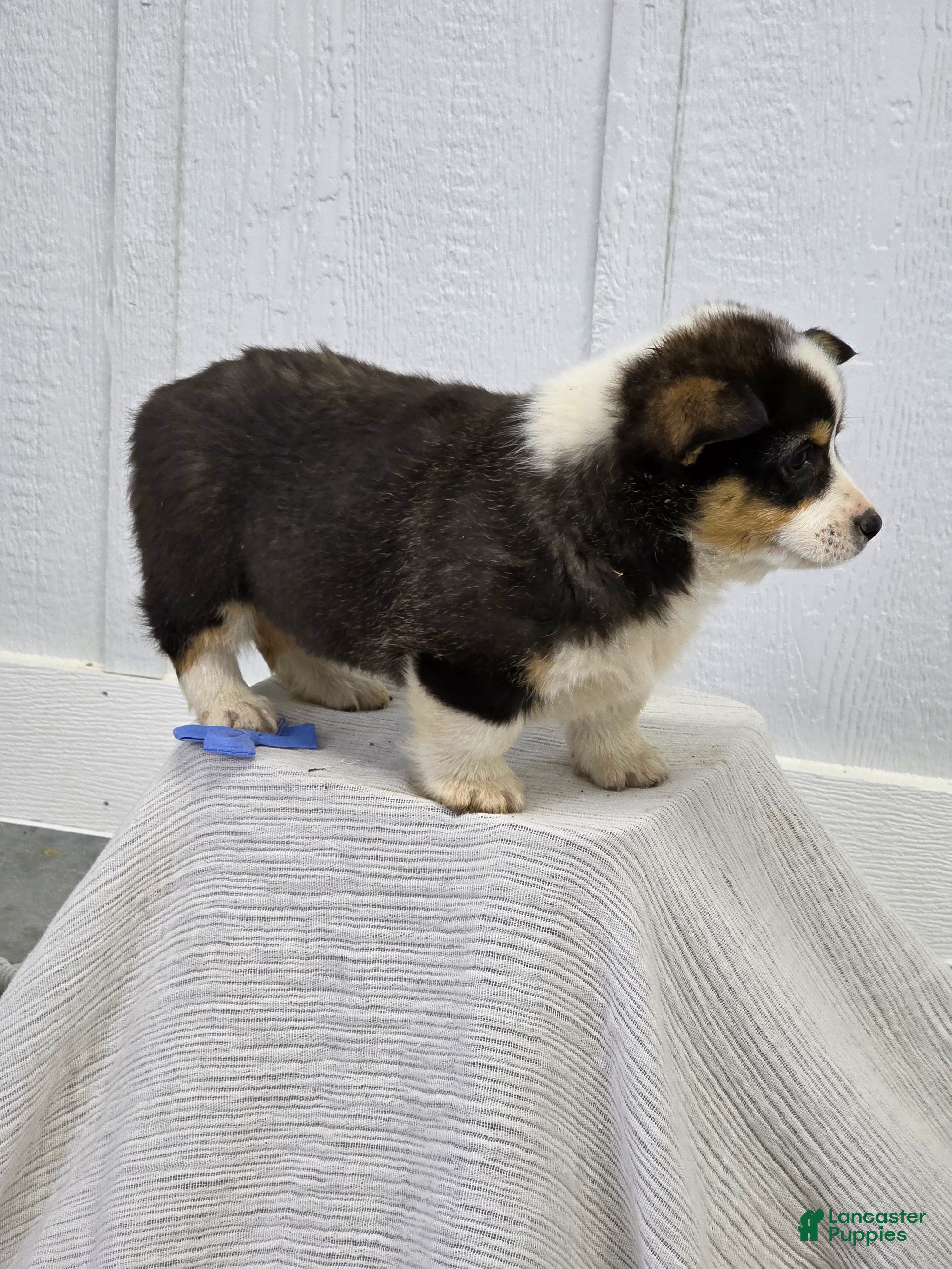 Welsh Corgi Pembroke dogs Sam - Ad 2