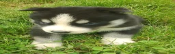 Siberian Husky dogs for sale: Sonya's male 5 - Ad 6