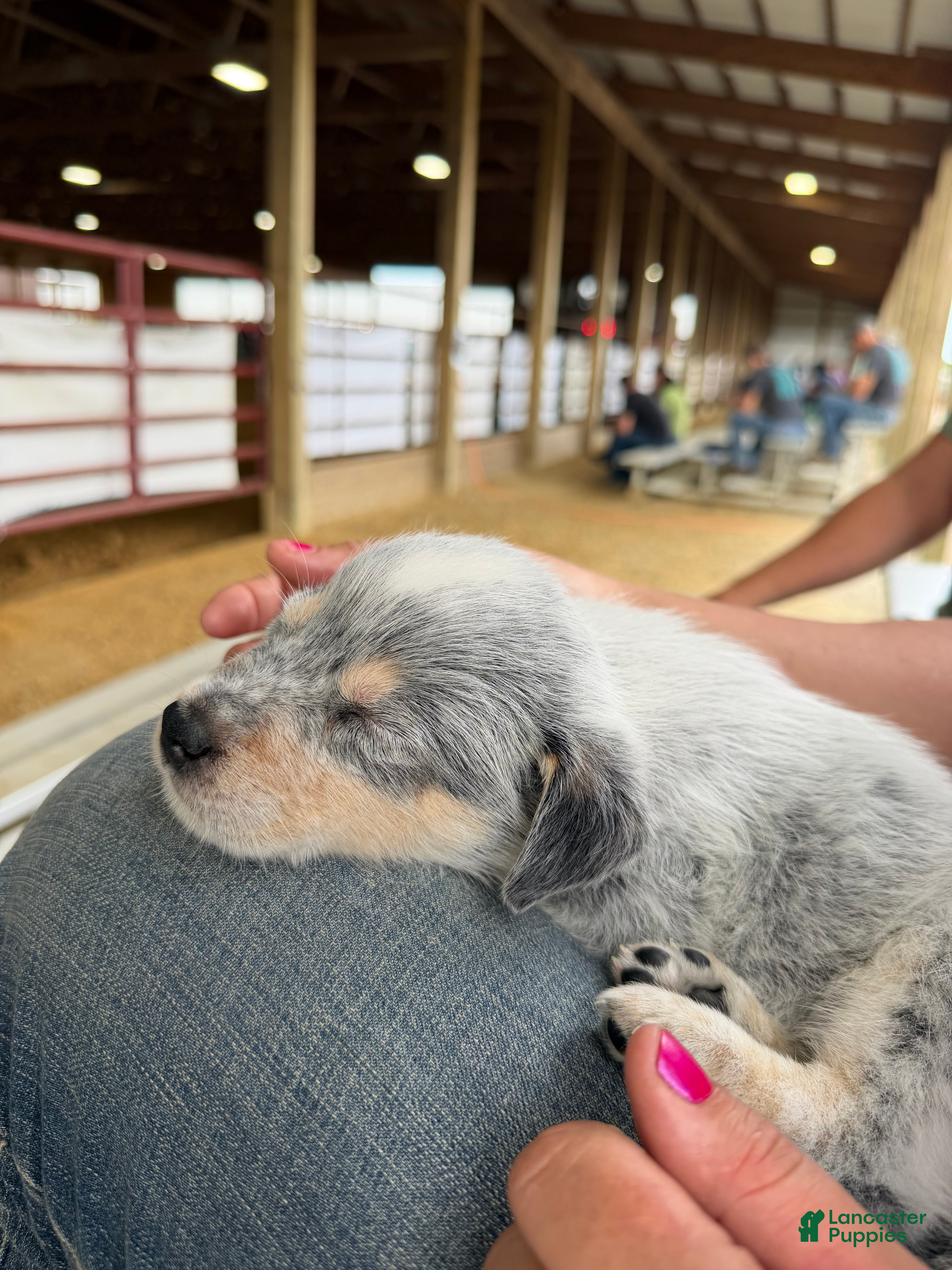 Australian Cattle Dog dogs Australian Cattle Dog Puppy 3 - Ad 1