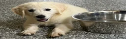 Golden Retriever dogs for sale: Max - Ad 2