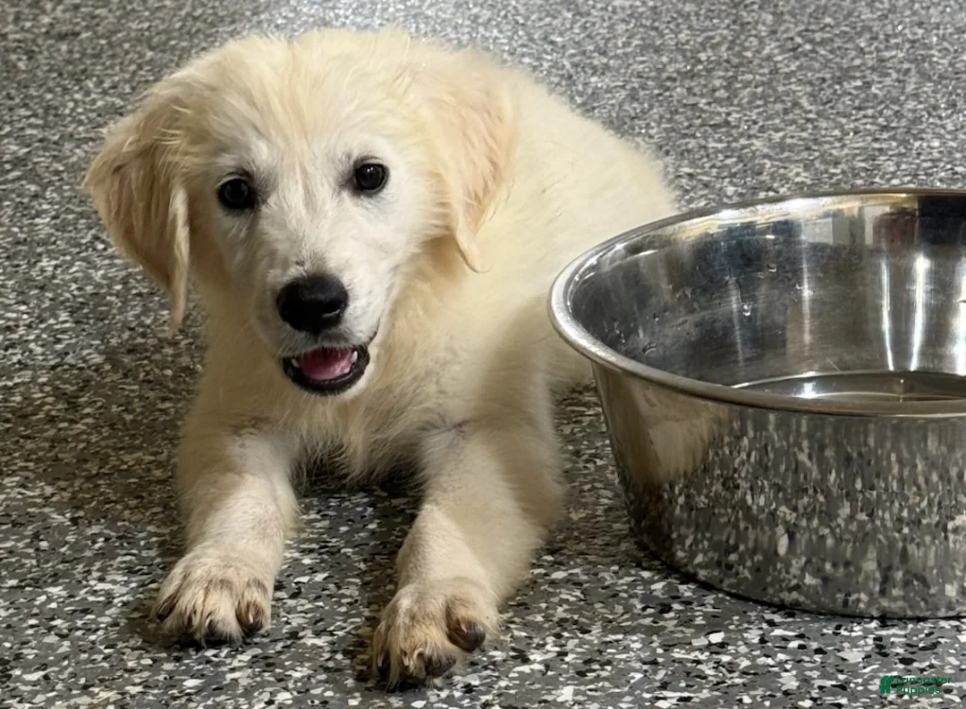 Golden Retriever dogs for sale: Max - Ad 2