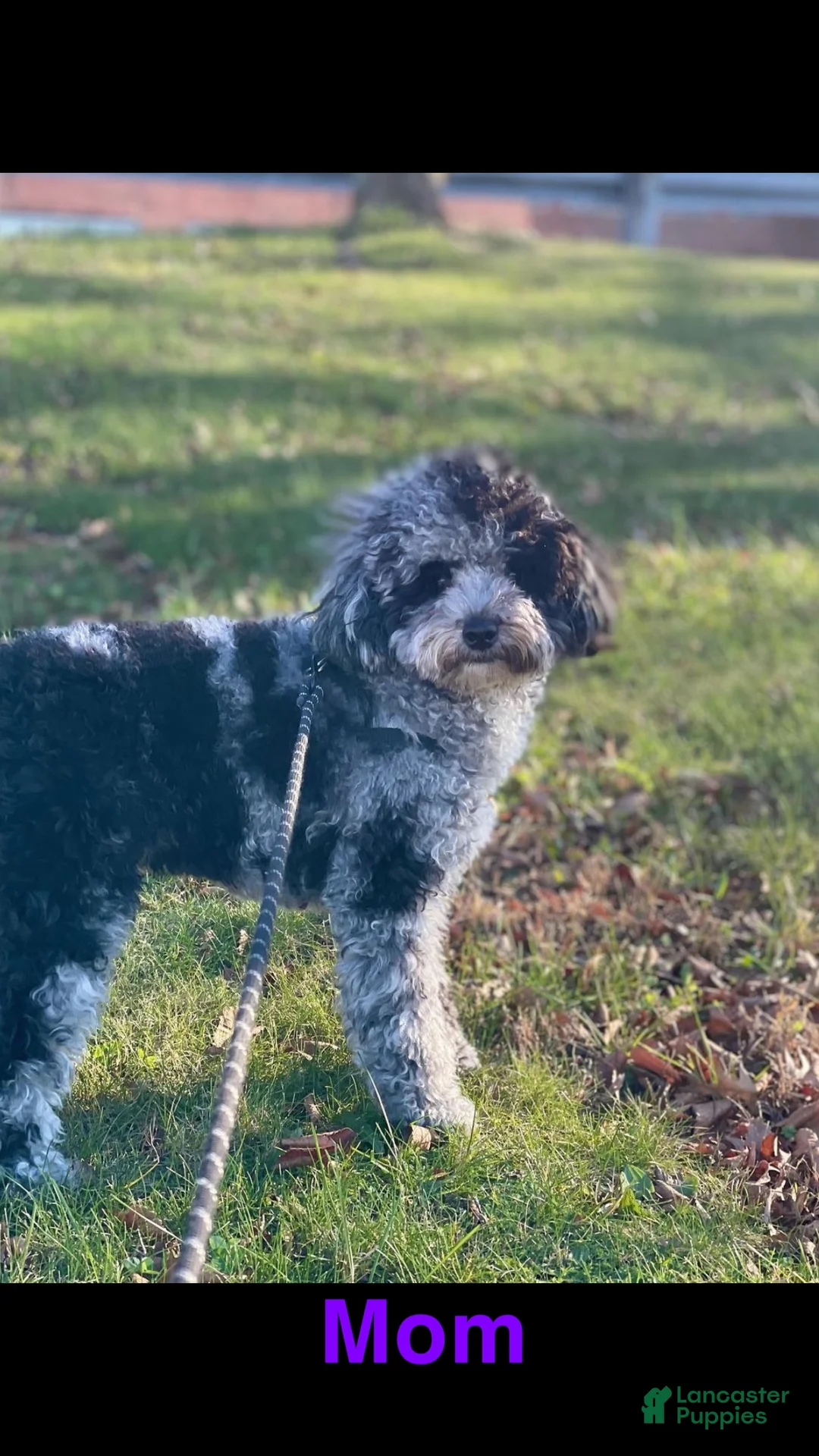 Miniature Poodle dogs for sale: Theo - Ad 5