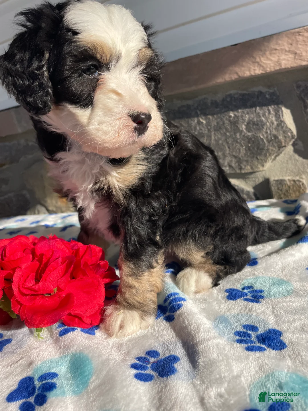 Mini Bernedoodle dogs for sale: Jagger - Ad 2