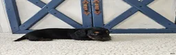 Miniature Dachshund dogs for sale: Barbie - Ad 8