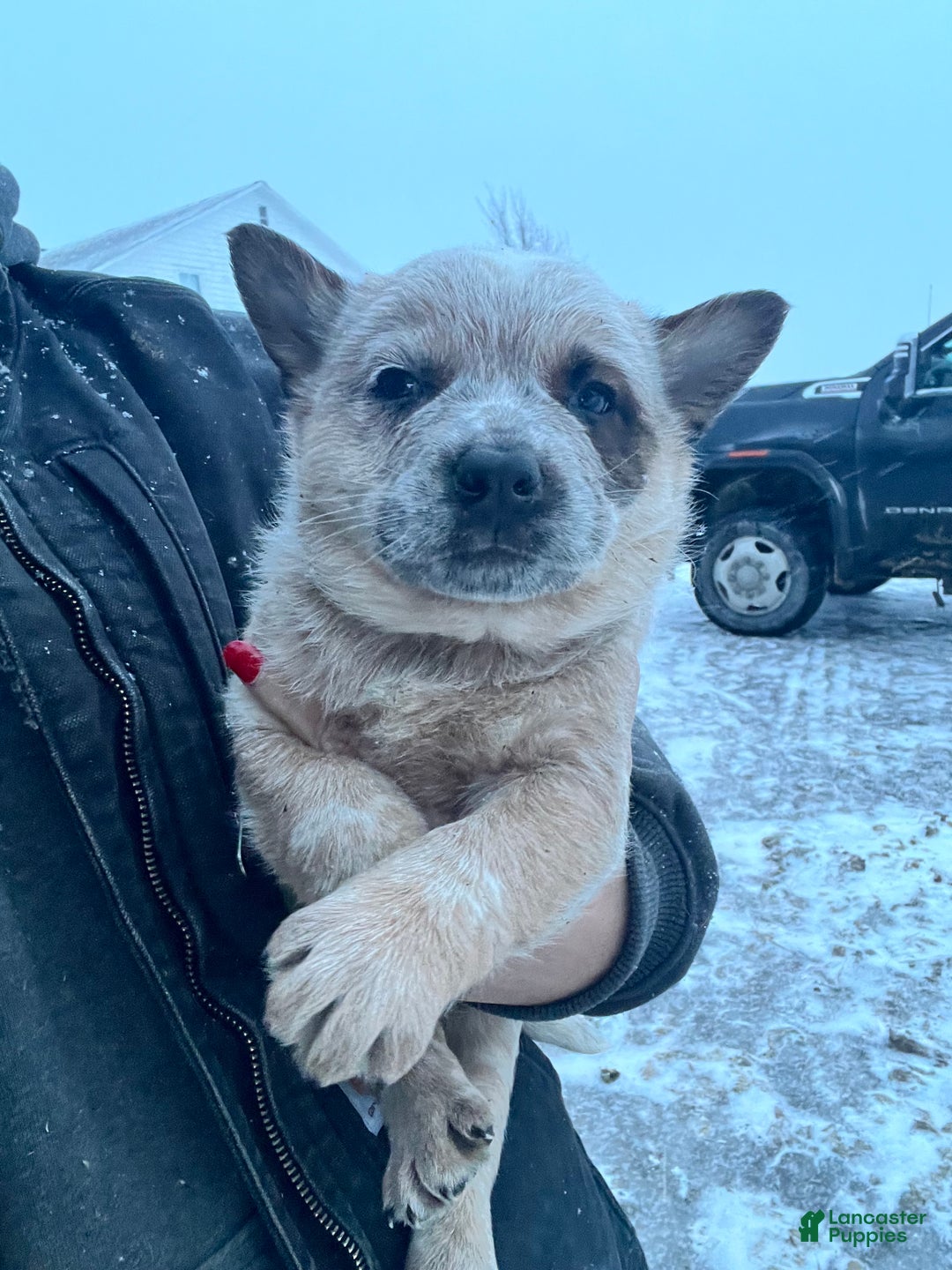 Australian Cattle Dog dogs for sale: Nacho - Ad 1
