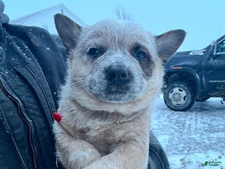 Australian Cattle Dog dogs Nacho - Ad 34