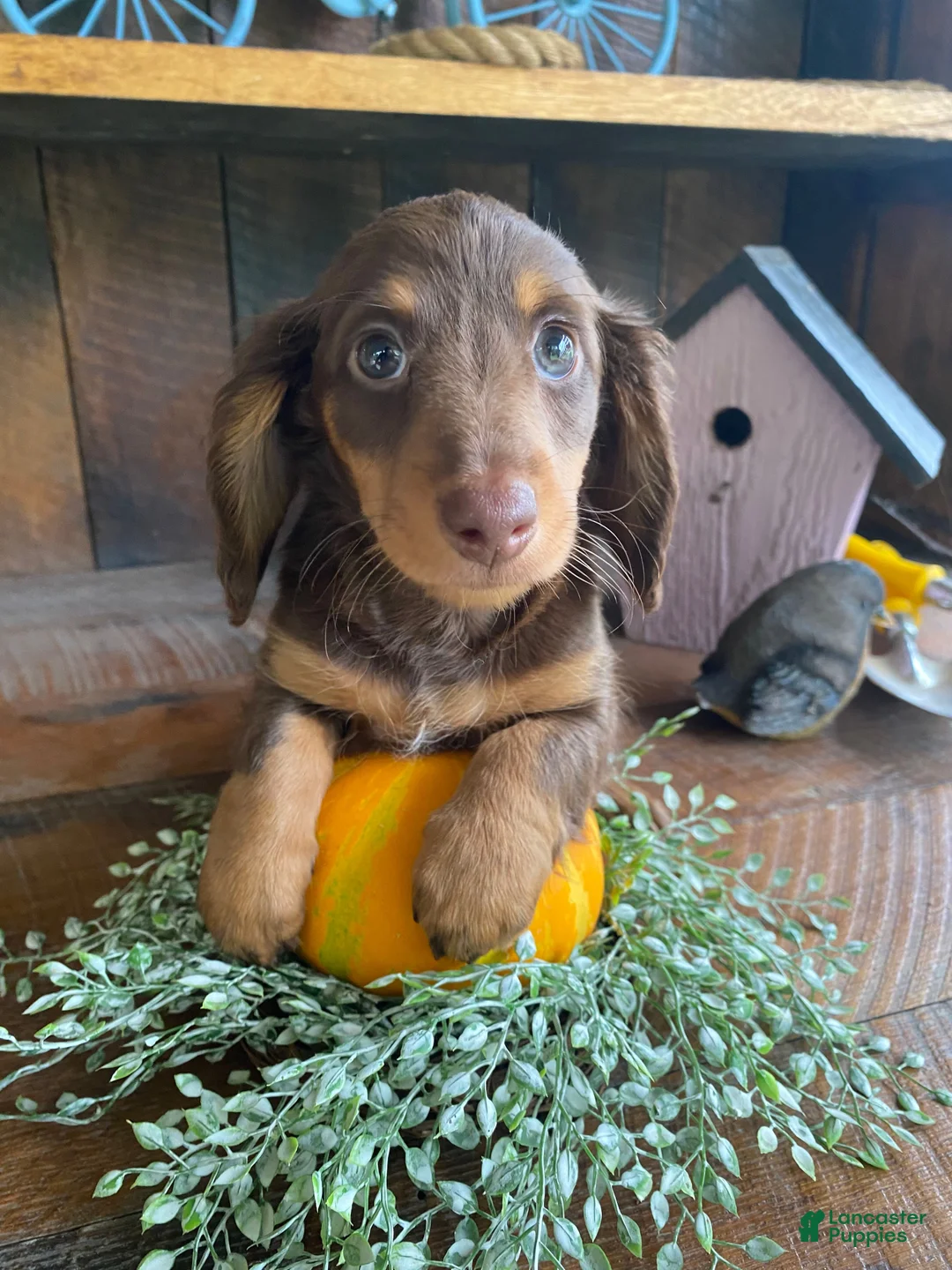 Miniature Dachshund dogs for sale: Lucy - Ad 1