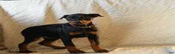 Doberman Pinscher dogs for sale: Rita - Ad 3