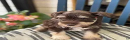 Miniature Schnauzer dogs for sale: Sophie - Ad 9