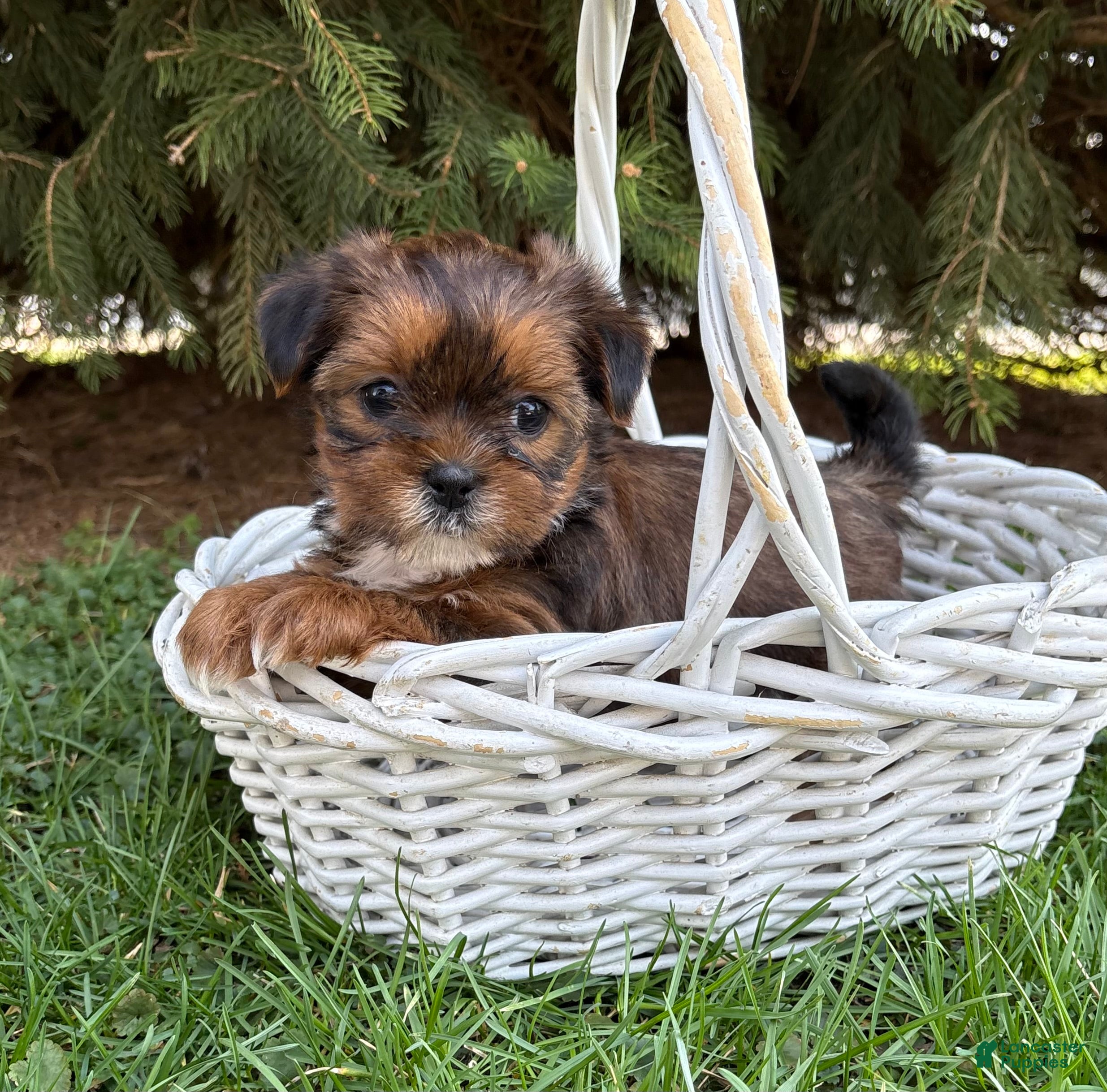 Shorkie dogs Maple   - Ad 1