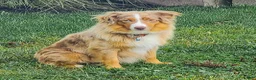 Miniature Australian Shepherd dogs for sale: George - Ad 7